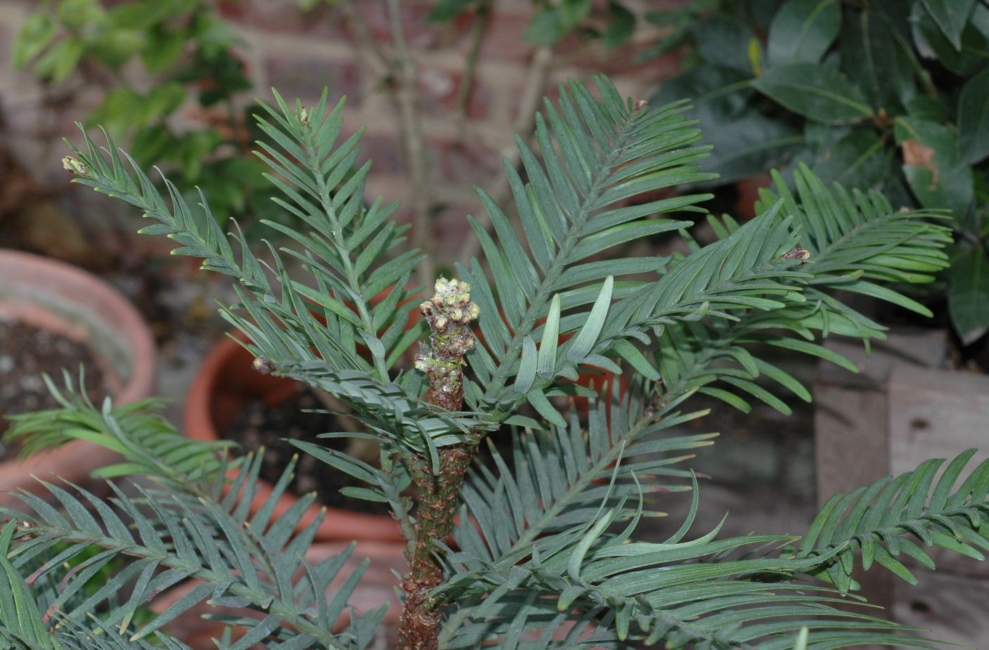 Araucariaceae Wollemia nobilis