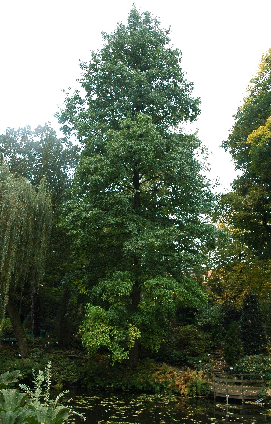 Betulaceae Alnus cordata