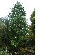 image of Alnus cordata
