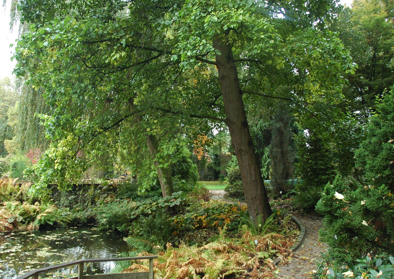 Betulaceae Alnus cordata