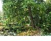 image of Alnus cordata