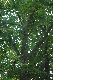 image of Alnus cordata