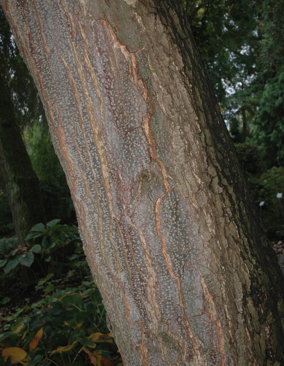 Betulaceae Alnus cordata