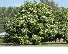 image of Catalpa bignonoides