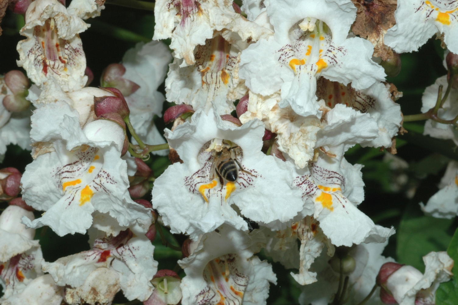 Apidae  