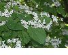 image of Catalpa bignonoides