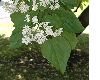 image of Catalpa bignonoides