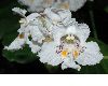 image of Catalpa bignonoides