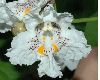 image of Catalpa bignonoides