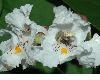 image of Catalpa bignonoides