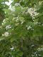 image of Catalpa bignonoides