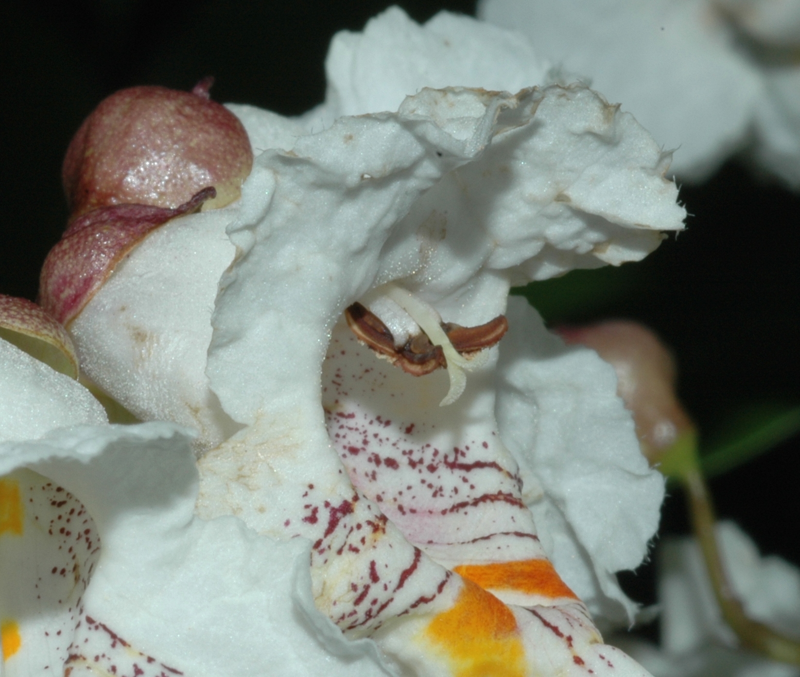 Bignoniaceae Catalpa bignonoides