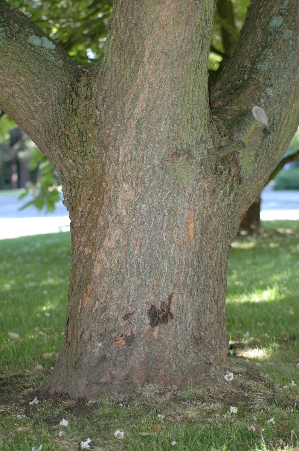 Bignoniaceae Catalpa bignonoides