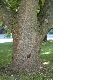 image of Catalpa bignonoides