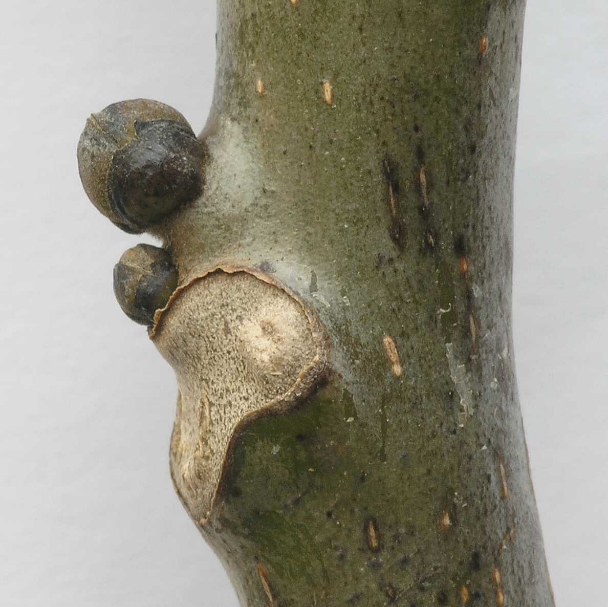 Juglandaceae Juglans regia