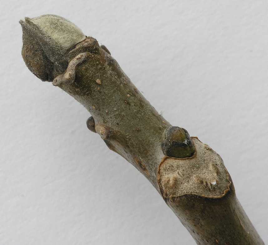 Juglandaceae Juglans regia