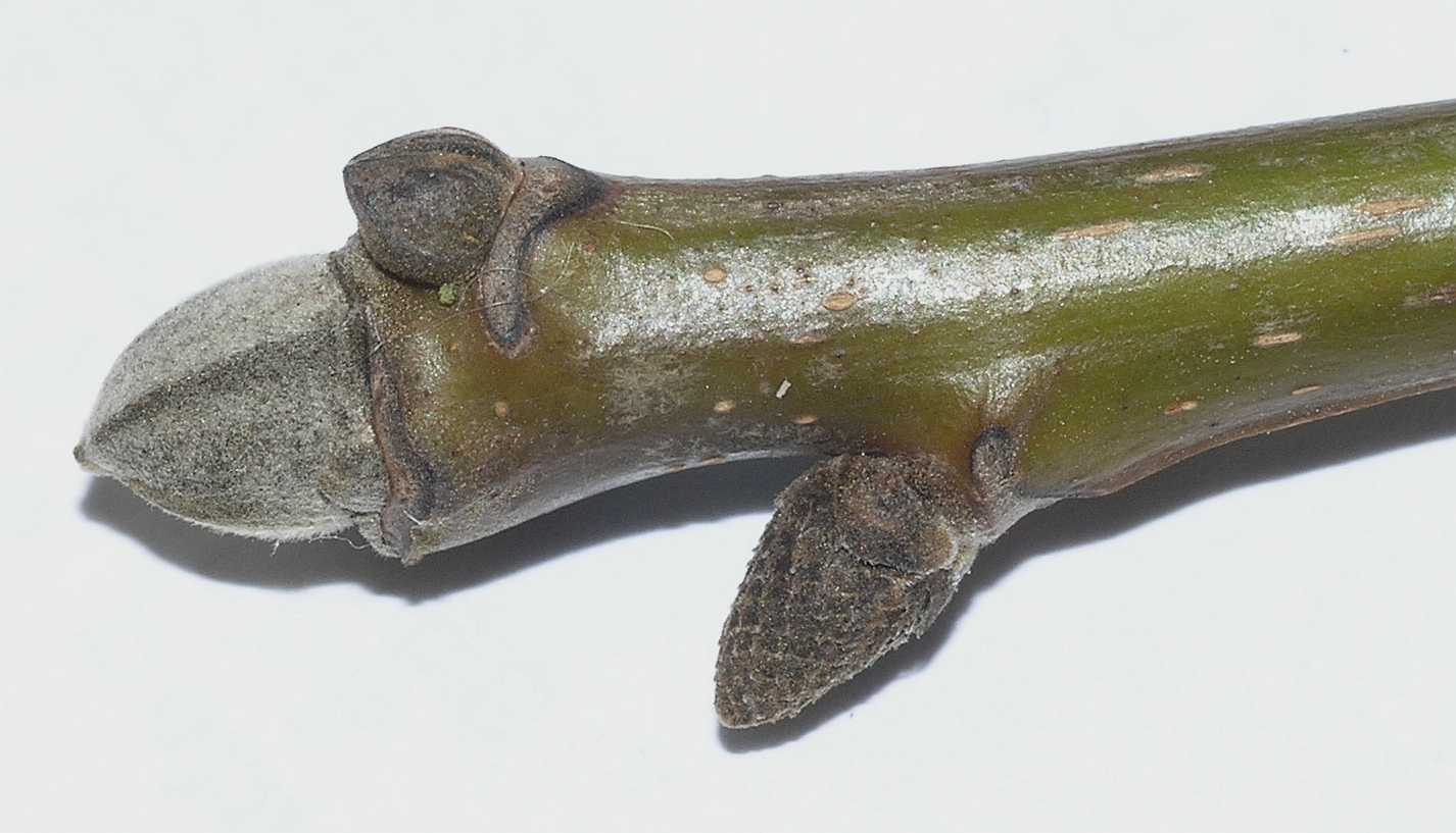 Juglandaceae Juglans regia