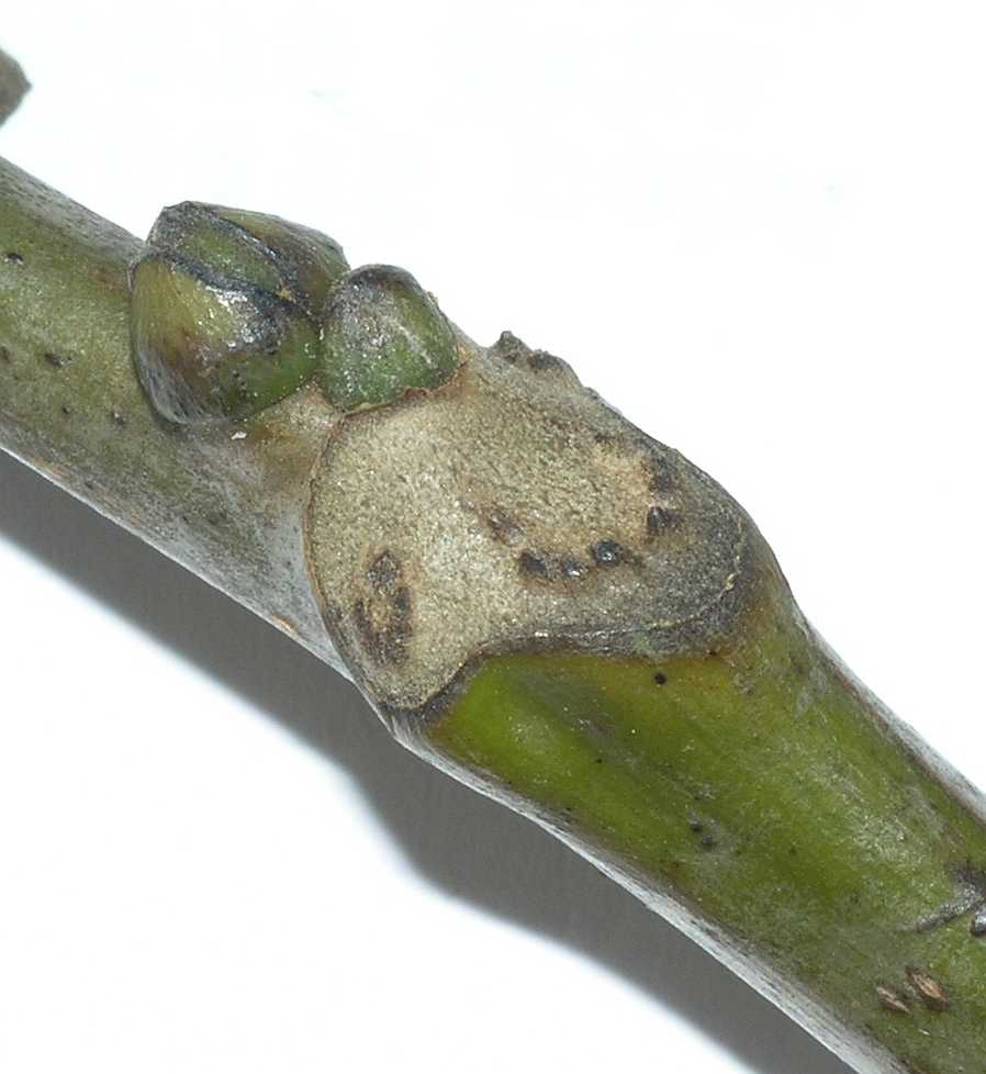 Juglandaceae Juglans regia