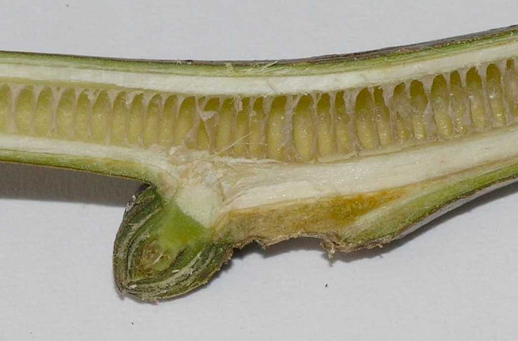 Juglandaceae Juglans regia