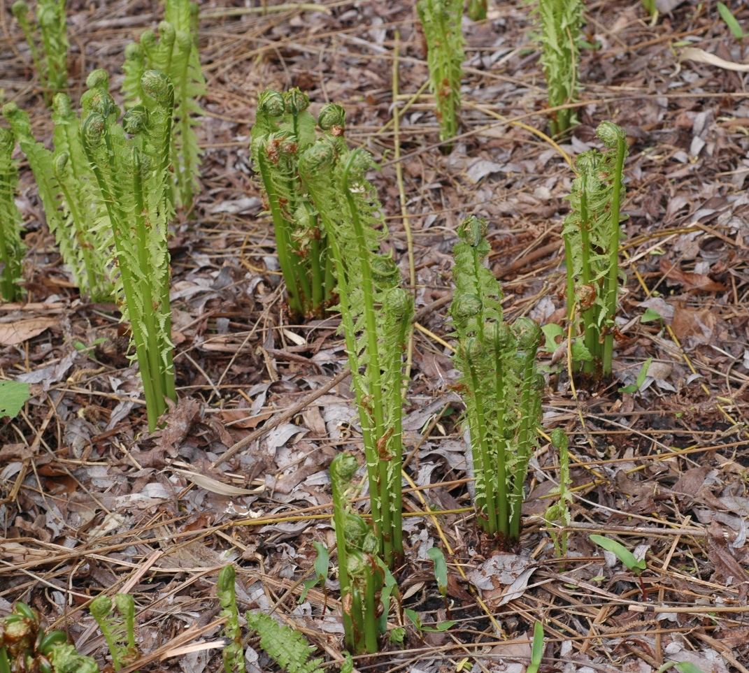 Onocleaceae Matteuccia struthiopteris