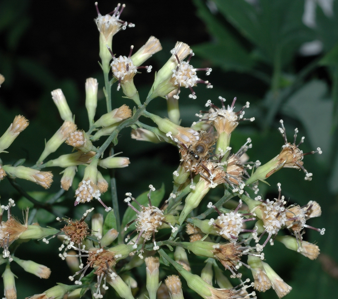 Asteraceae Syneilesis palmata