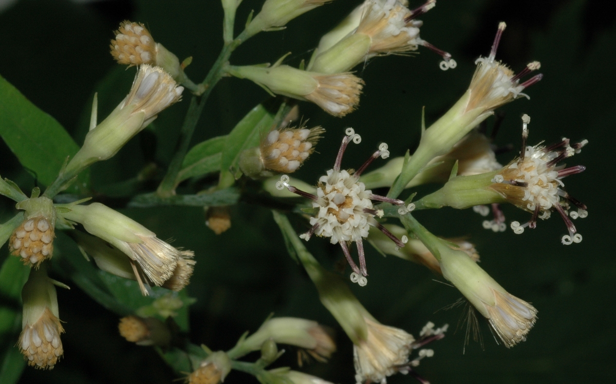 Asteraceae Syneilesis palmata