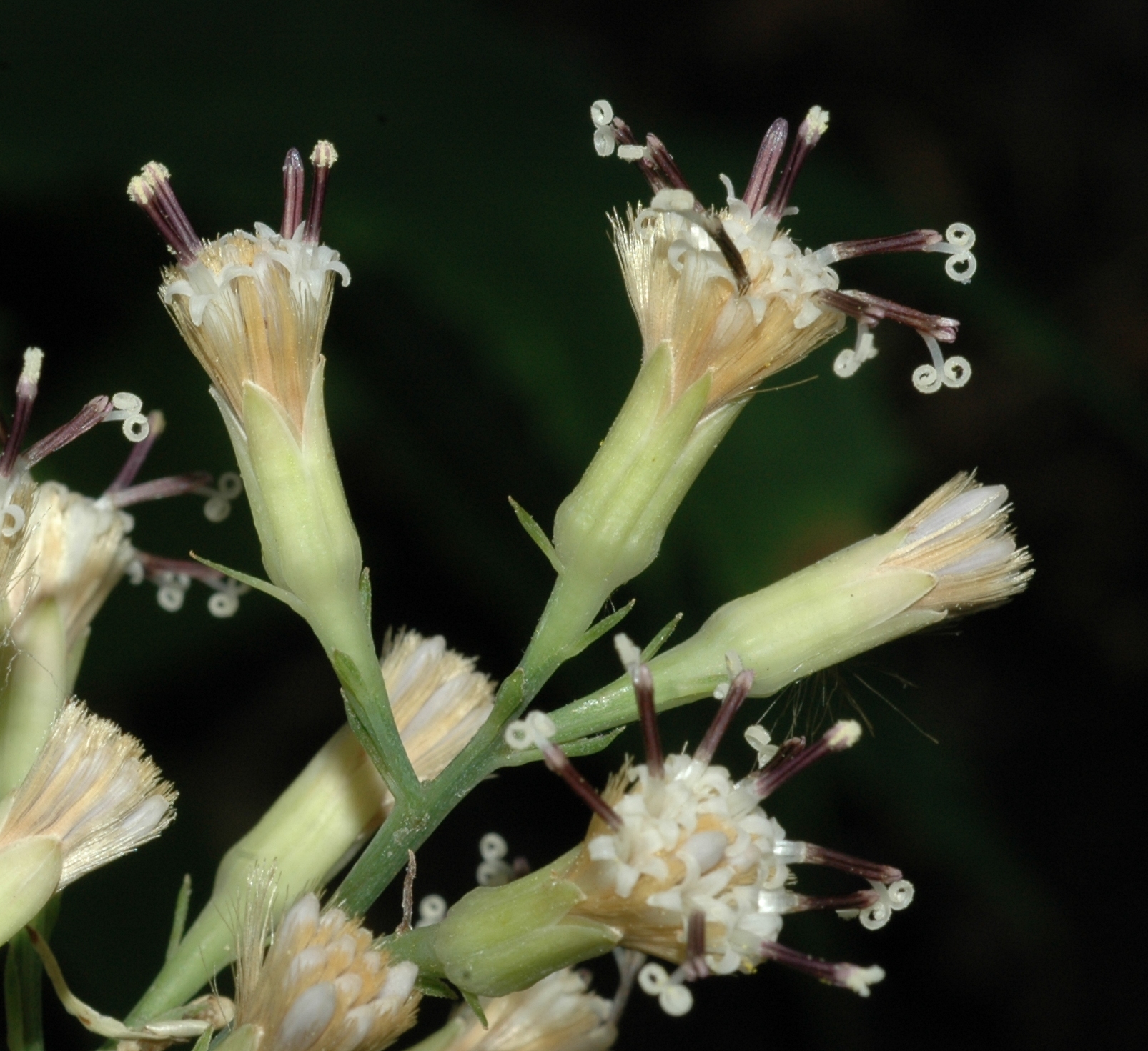 Asteraceae Syneilesis palmata