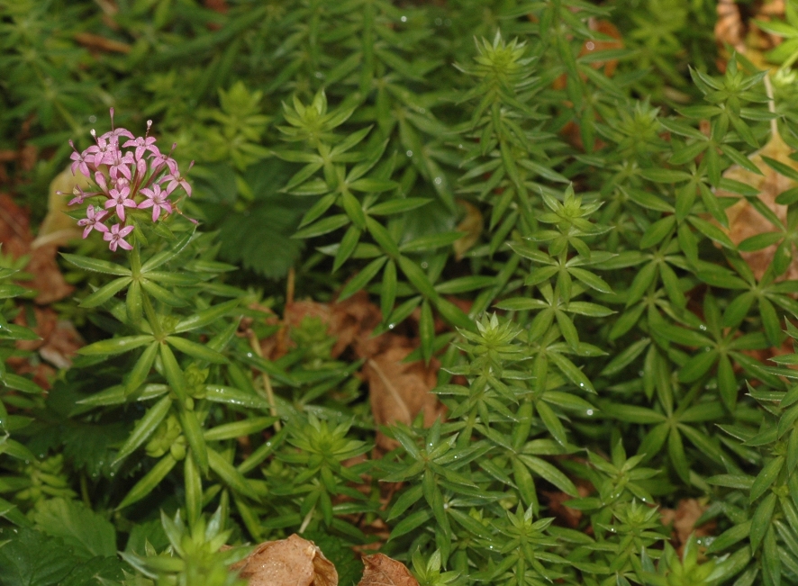 Rubiaceae Phuopsis stylosa