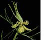 image of Nigella orientalis
