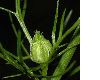 image of Nigella orientalis