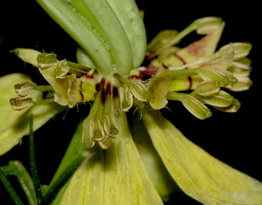 Ranunculaceae Nigella orientalis