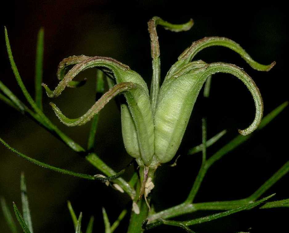 Ranunculaceae Nigella orientalis