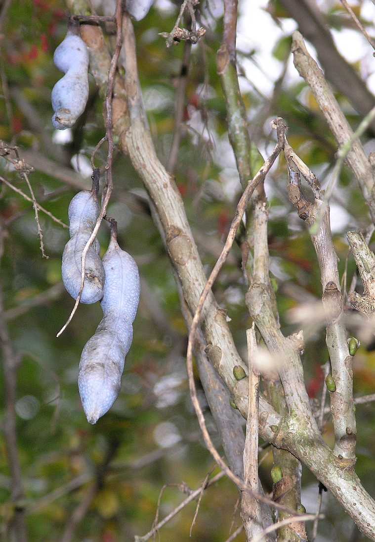 Lardizabalaceae Decaisnea fargesii