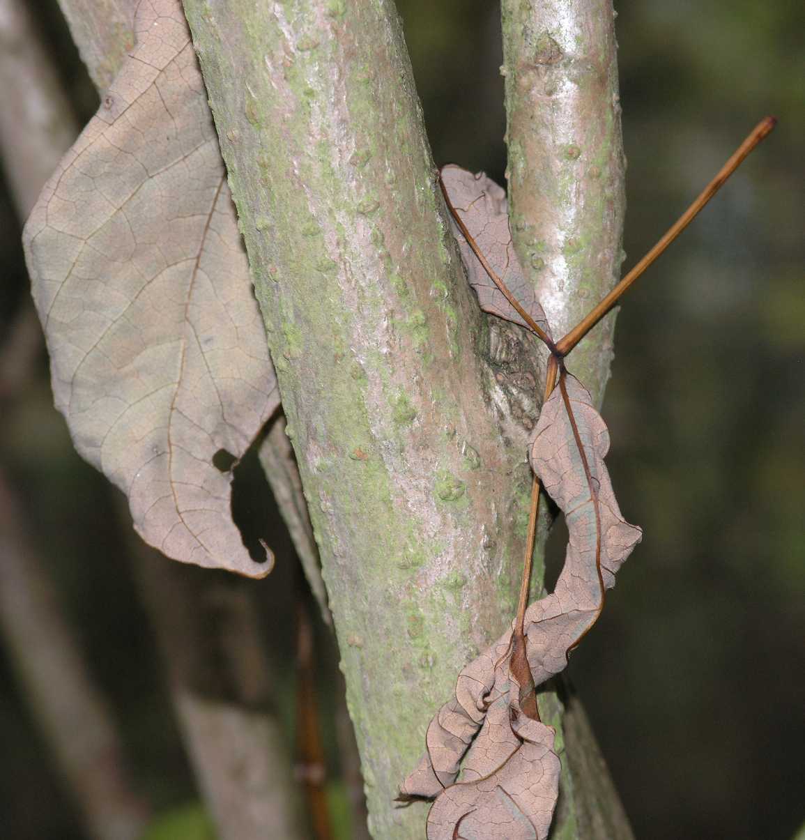 Lardizabalaceae Decaisnea fargesii