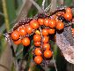 image of Iris foetidissima