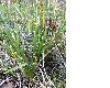 image of Iris foetidissima