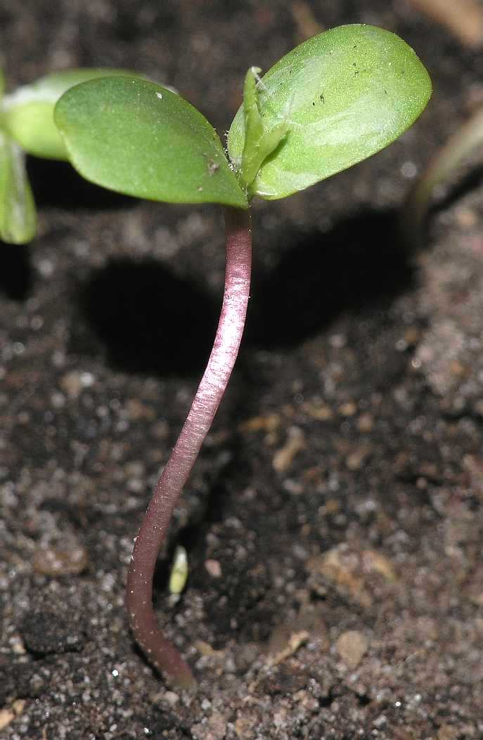 Rosaceae Malus 