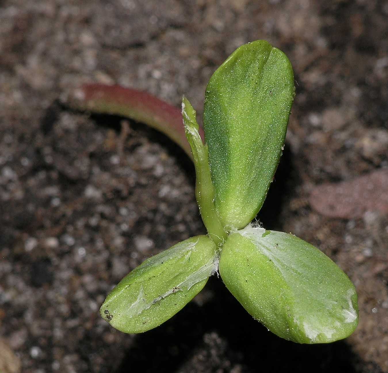 Rosaceae Malus 
