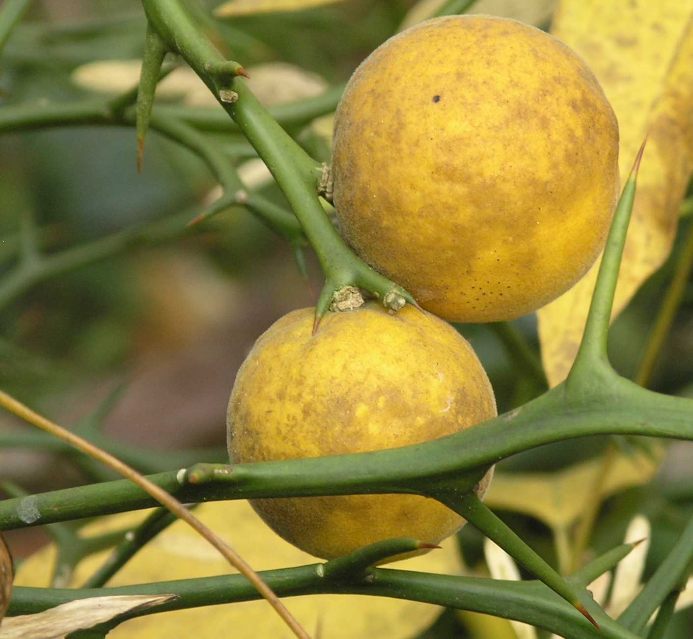 Rutaceae Poncirus trifoliata