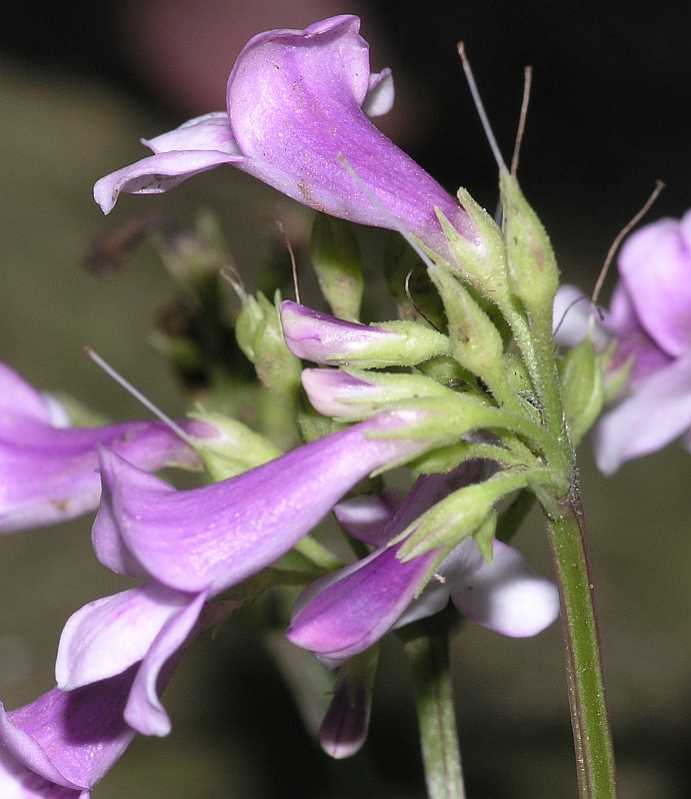 Plantaginaceae Tetranema mexicanum