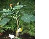 image of Jatropha podagrica