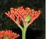 image of Jatropha podagrica