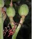 image of Jatropha podagrica