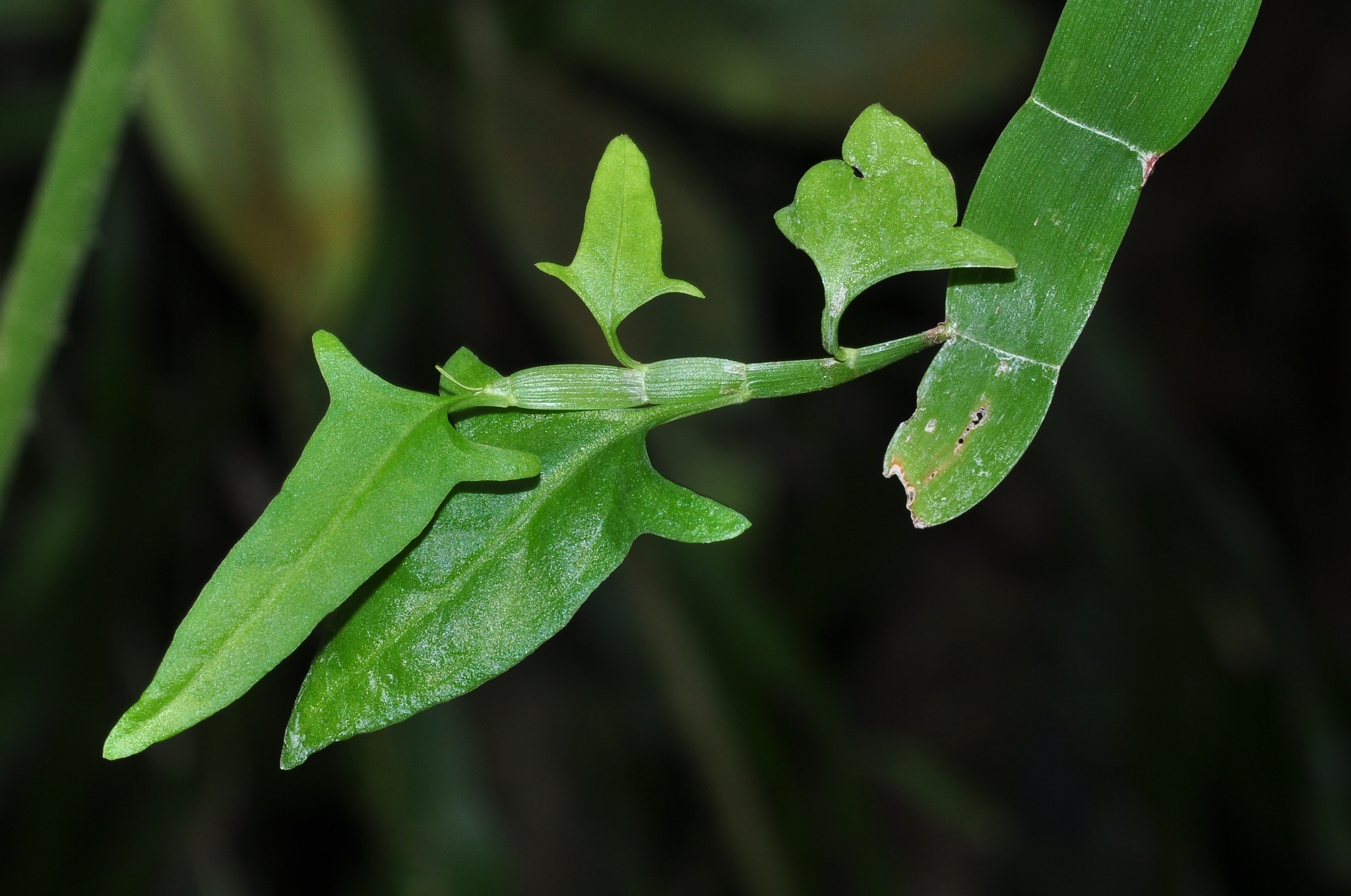 Polygonaceae Homalocladium platycladum