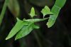 image of Homalocladium platycladum