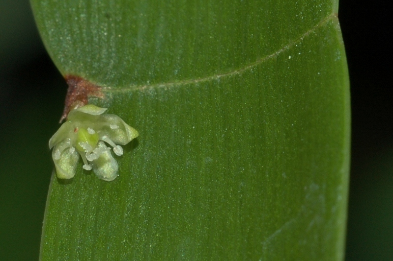 Polygonaceae Homalocladium platycladum