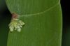 image of Homalocladium platycladum