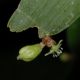 image of Homalocladium platycladum