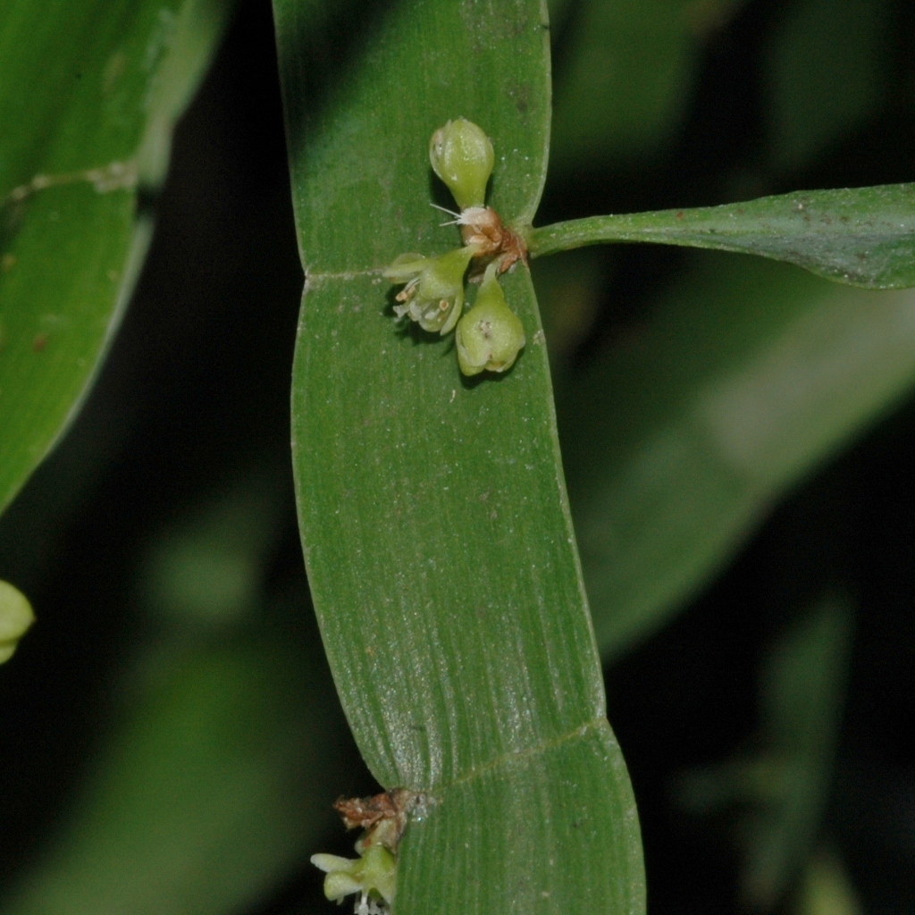 Polygonaceae Homalocladium platycladum