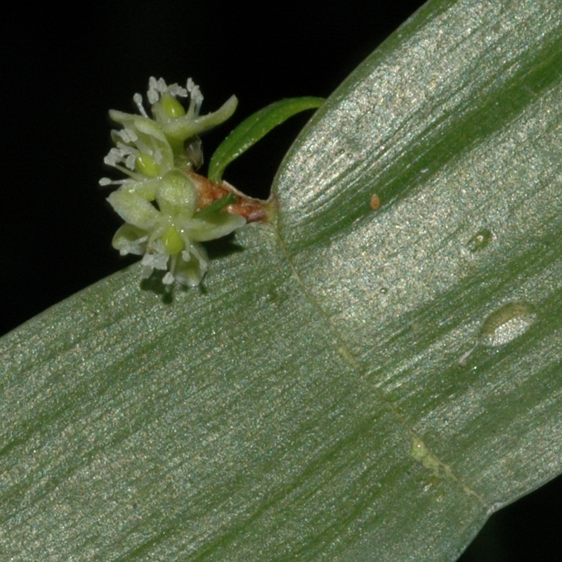 Polygonaceae Homalocladium platycladum